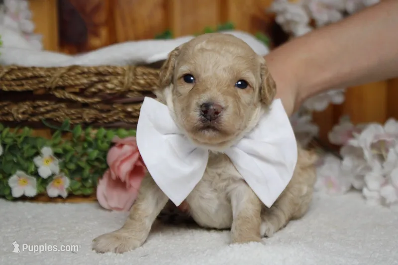 Theodore – Poodle - Toy  puppy for sale in Trenton, MO