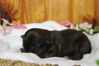 Lady , a female Yorkipoo for sale in Trenton, MO – 4 of 10