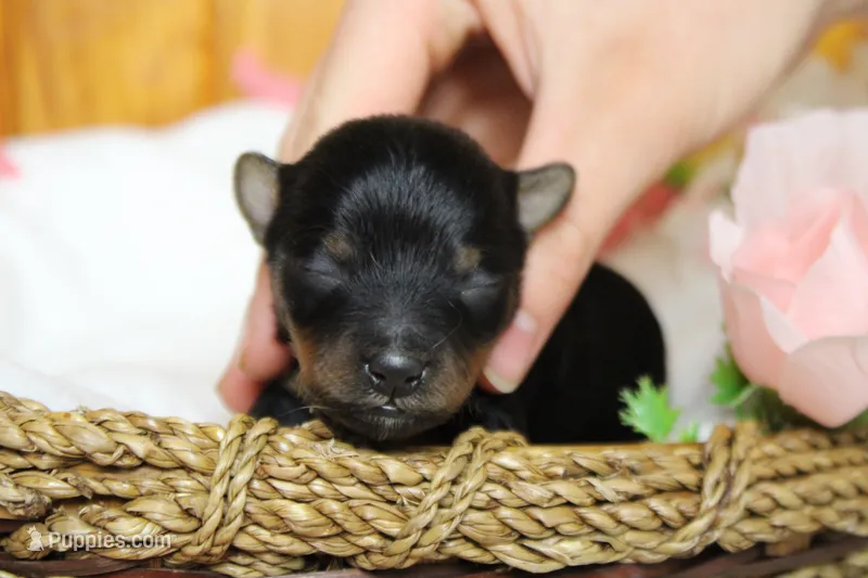 Pedro – Yorkipoo puppy for sale in Trenton, MO