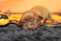 Cherry , a female Cavalier King Charles Spaniel for sale in Trenton, MO – 4 of 7