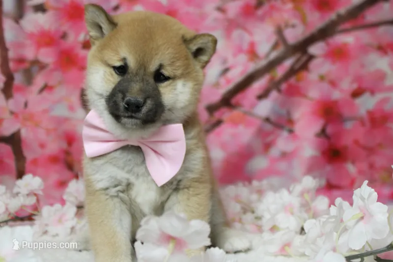Ringo  – Shiba Inu puppy for sale in Trenton, MO