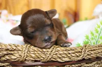 Trusty , a male Yorkipoo for sale in Trenton, MO – 2 of 10