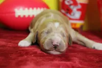 S'mores , a male Goldendoodle for sale in Trenton, MO – 4 of 9