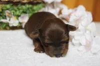 Trusty , a male Yorkipoo for sale in Trenton, MO – 8 of 10