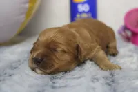 Katie, a female Cockapoo for sale in Trenton, MO – 2 of 8