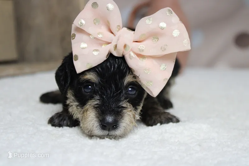 Rose – Schnoodle puppy for sale in Trenton, MO