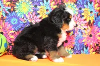 Murphy , a male Bernese Mountain Dog for sale in Trenton, MO – 7 of 8