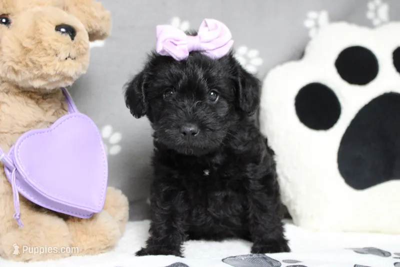 Cabernet  – Schnoodle puppy for sale in Trenton, MO