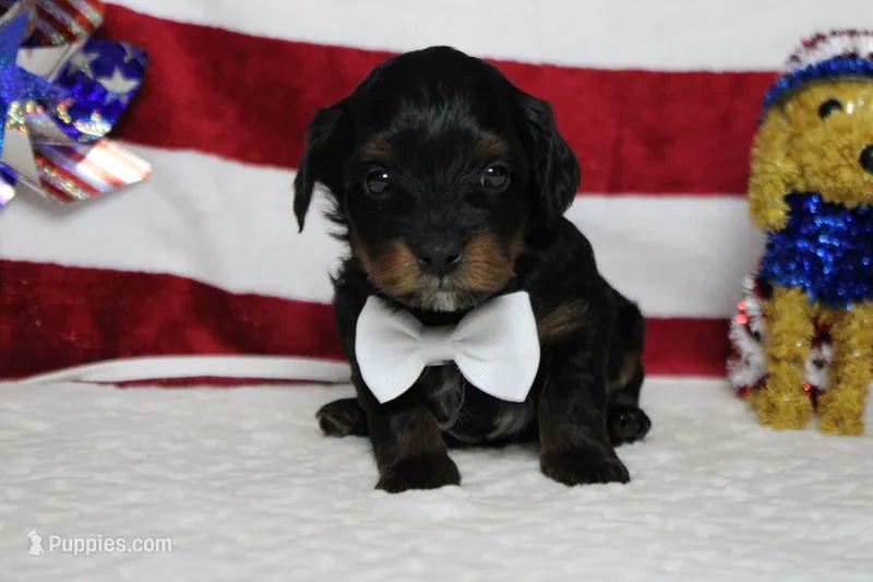 Tramp  – Yorkipoo puppy for sale in Trenton, MO