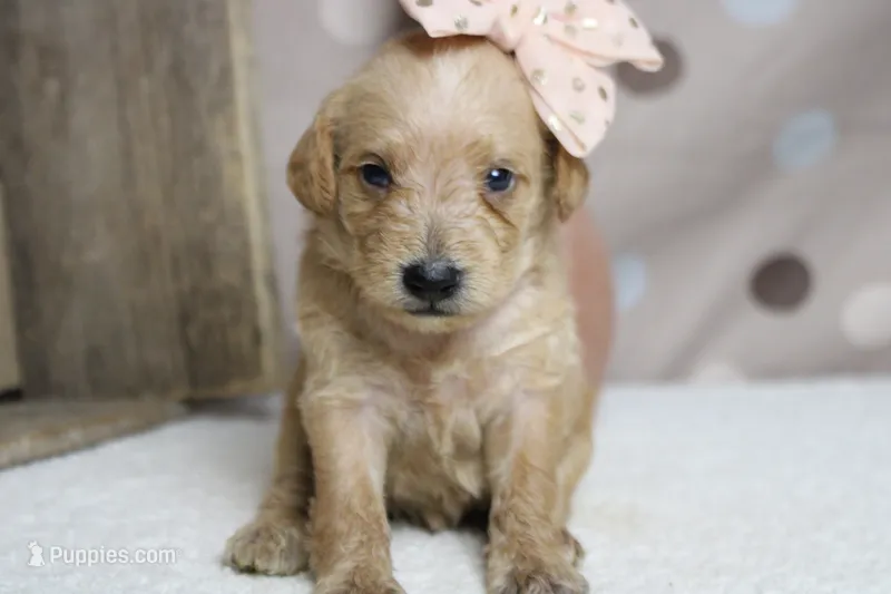 Sherry  – Schnoodle puppy for sale in Trenton, MO