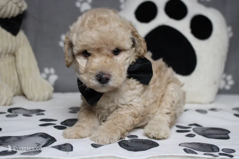 Theodore – Poodle - Toy  puppy for sale in Trenton, MO