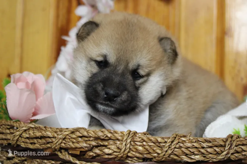 Ringo  – Shiba Inu puppy for sale in Trenton, MO