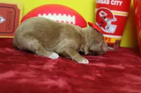 Firefly , a female Goldendoodle for sale in Trenton, MO – 6 of 8