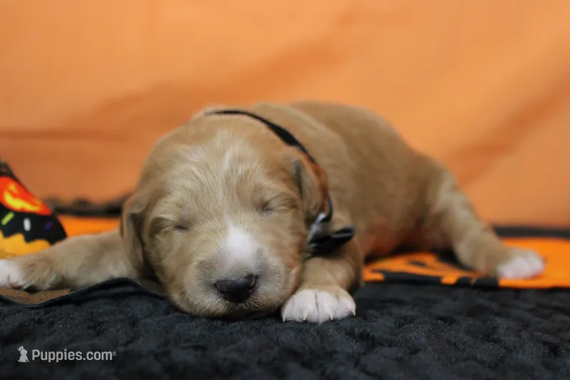 Blaze  – Goldendoodle puppy for sale in Trenton, MO