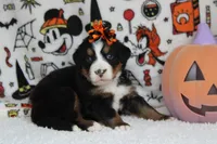 Lacy , a female Bernese Mountain Dog for sale in Trenton, MO – 7 of 9