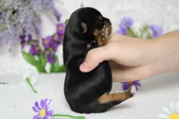 Penny , a female Yorkshire Terrier for sale in Trenton, MO – 9 of 10
