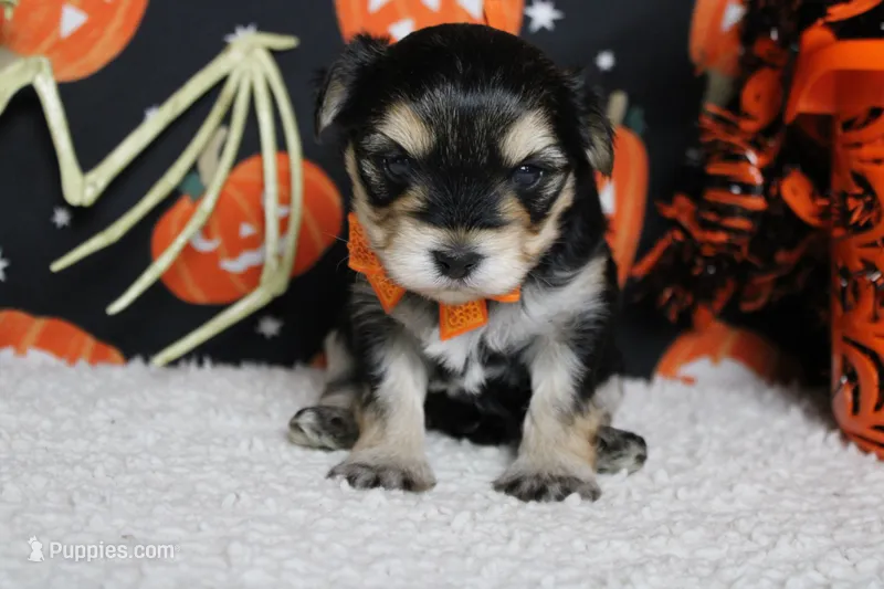 Hansel  – Morkie puppy for sale in Trenton, MO