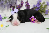 Maggie , a female Bernese Mountain Dog for sale in Trenton, MO – 5 of 9