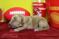 Sparky , a male Goldendoodle for sale in Trenton, MO – 4 of 8