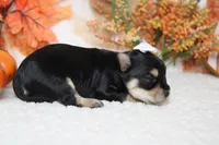 Gretel , a female Morkie for sale in Trenton, MO – 5 of 8