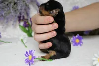 Penny , a female Yorkshire Terrier for sale in Trenton, MO – 10 of 10
