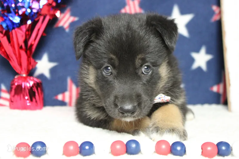 Pine  – Siberian Husky, Miniature Aussiedoodle puppy for sale in Trenton, MO