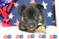 Pine , a male Siberian Husky and Miniature Aussiedoodle for sale in Trenton, MO – 1 of 7