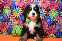Heim , a male Bernese Mountain Dog for sale in Trenton, MO – 2 of 8