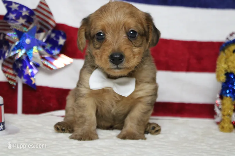 Jacque  – Yorkipoo puppy for sale in Trenton, MO