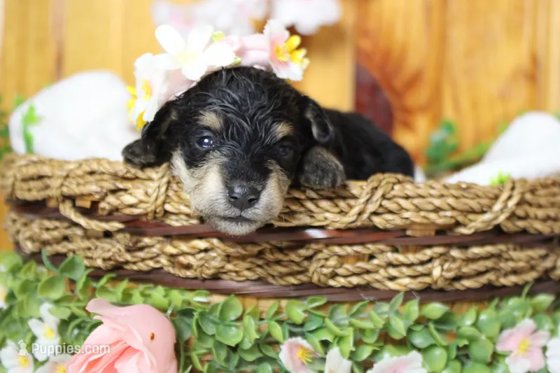 Rose – Schnoodle puppy for sale in Trenton, MO