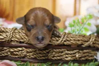 Jacque , a male Yorkipoo for sale in Trenton, MO – 4 of 10