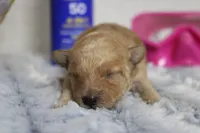 Brittany, a female Cavapoo for sale in Trenton, MO – 2 of 7