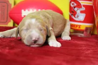 S'mores , a male Goldendoodle for sale in Trenton, MO – 3 of 9