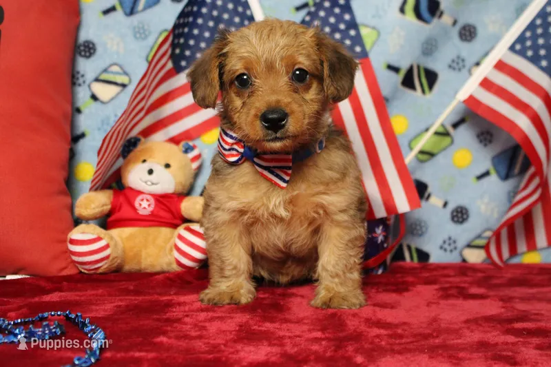 Jacque  – Yorkipoo puppy for sale in Trenton, MO
