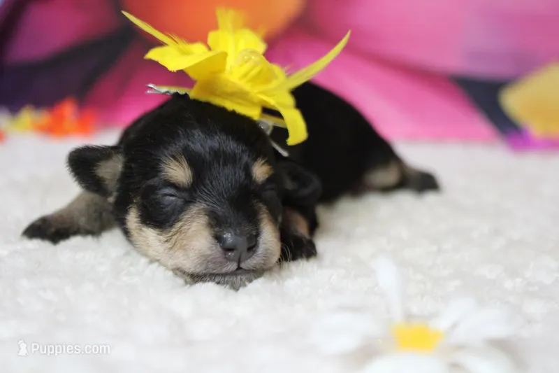 Rose – Schnoodle puppy for sale in Trenton, MO