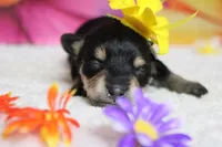 Rose, a female Schnoodle for sale in Trenton, MO – 3 of 8