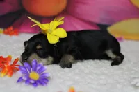 Rose, a female Schnoodle for sale in Trenton, MO – 5 of 8