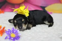 Rose, a female Schnoodle for sale in Trenton, MO – 7 of 8