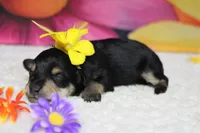 Rose, a female Schnoodle for sale in Trenton, MO – 6 of 8