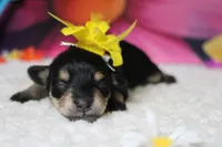 Rose, a female Schnoodle for sale in Trenton, MO – 4 of 8
