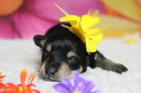 Rose, a female Schnoodle for sale in Trenton, MO – 2 of 8