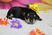 Rose, a female Schnoodle for sale in Trenton, MO – 8 of 8