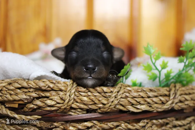 Tramp  – Yorkipoo puppy for sale in Trenton, MO