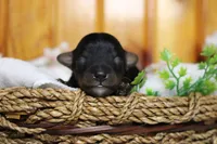 Tramp , a male Yorkipoo for sale in Trenton, MO – 1 of 9