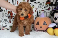 Mandarin , a male Poodle - Miniature  for sale in Trenton, MO – 7 of 8