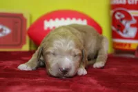Blaze , a male Goldendoodle for sale in Trenton, MO – 3 of 9