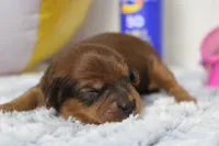 Lee, a male Cavapoo for sale in Trenton, MO – 2 of 6