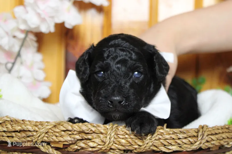 Dave  – Poodle - Toy  puppy for sale in Trenton, MO