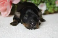 Pedro, a male Yorkipoo for sale in Trenton, MO – 8 of 10