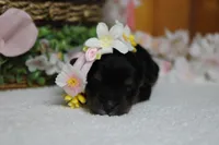 Darling , a female Yorkipoo for sale in Trenton, MO – 10 of 10